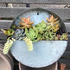 Galvanized Wall Pocket Succulent