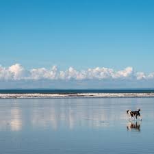 the best dog friendly beaches in the uk