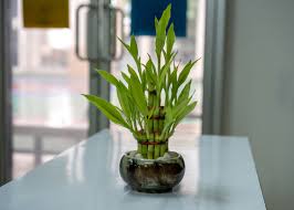 A Guide To The Best Feng Shui Plants