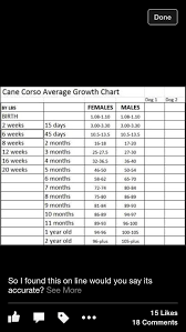 Cane Corso Growth Chart Cane Corso Puppies Cane Corso