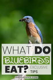 what do bluebirds eat t overview