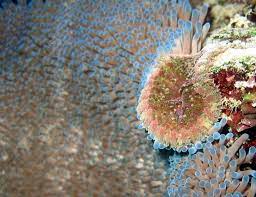 is carpet anemone reef safe reef