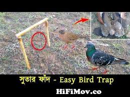easy bird trap awesome pigeon and