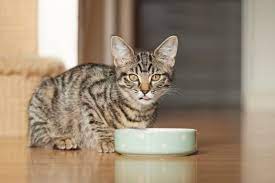5 homemade cat food recipes for cats