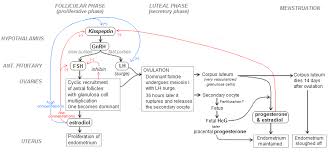 Menstrual Cycle Hormones Flow Chart Google Search