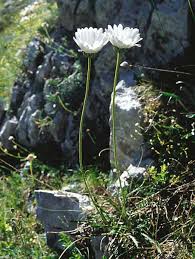 Leucanthemum tridactylites (A.Kern. & Huter ex Porta & Rigo) Huter ...