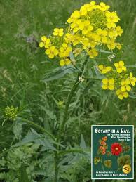 Brassicaceae Mustard Family Identify Plants Weeds And