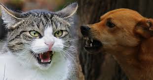 cats vs dogs what s the better pet