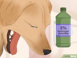 how to make a dog vomit in an emergency