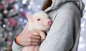 meet the 5 cutest pigs in the world a