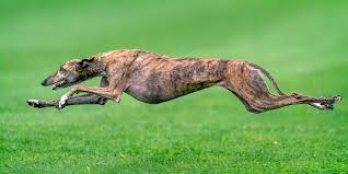 Anything not related directly to that will likely be deleted. Top 20 Fastest Dog Breeds In The World 2021 Animals Home