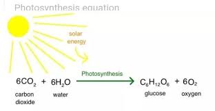define photosynthesis and state it s