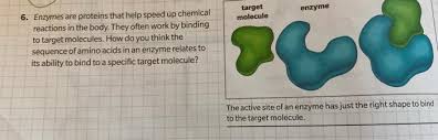 The lac operon is exquisitely controlled by a set of proteins, including a negative regulator and a positive regulator to keep the proper amount of beta galactosidase inside the cell. Target Molecule Enzyme 6 Enzymes Are Proteins That Chegg Com