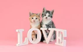 hd love word cat wallpapers peakpx