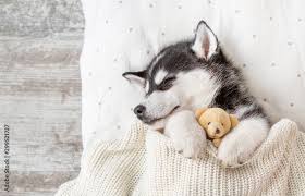 sleeping siberian husky puppy embracing