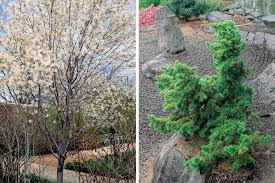 Choosing ideal trees for small gardens. Trees For Tight Spaces Finegardening