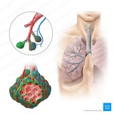 Alveoli Anatomy Function And Clinical