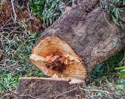 how to identify texas oak wilt