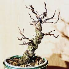 heartwoods bonsai goods 45 photos