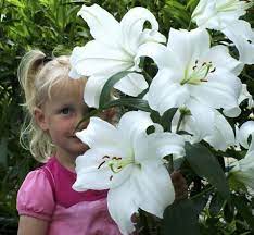 Karena itu, bunga kantil dimanfaatkan paranormal sebagai properti untuk berbagai. Jenis Bunga Yang Wangi Pada Malam Hari