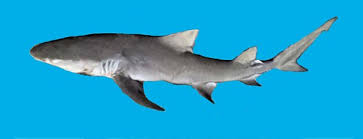 This species of shark often occupies the subtropical shallow waters of coral reefs, mangroves, enclosed bays, and river mouths; Lemon Shark Mexico Fish Birds Crabs Marine Life Shells And Terrestrial Life