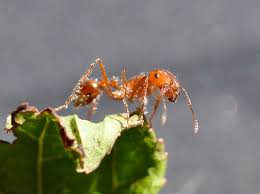 why home remes for fire ants don t