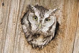 You Can Attract Screech Owls To Your