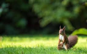 squirrels can wreak havoc on your lawn