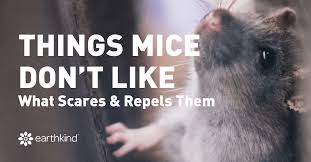 The process of making this mouse repellent is really simple. How To Repel Mice Natural Solutions Things Mice Hate