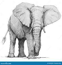Слон нарисованный рукой иллюстрация карандаша Иллюстрация штока -  иллюстрации насчитывающей график, силуэт: 90263628