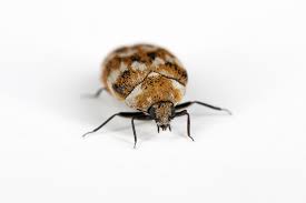 carpet beetle bug patrol
