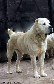 The result is a very smart, obedient, and trustworthy dog. Central Asian Ovcharka Alabai Vo Pride Facebook