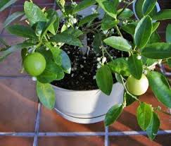 indoor citrus wisconsin horticulture