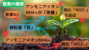 窒素同化・窒素固定】植物の力を借り「根粒菌」を増やす！図でわかりやすく解説 | 苔マル