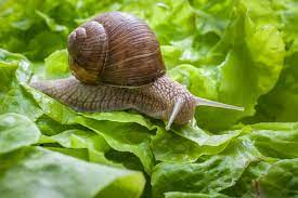 why does salt kill slugs and snails