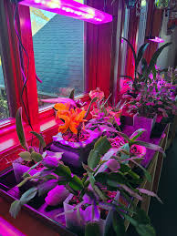 For plants needed for flowering and production, cooler can you use regular led lights for grow lights? Lighting For Indoor Plants And Starting Seeds Umn Extension