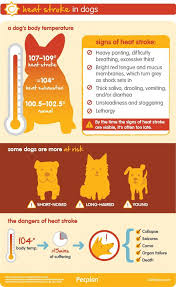 Heat Stroke In Dogs Dehydration Summer Heatwave Heat