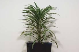 9 Surprising Facts About Indoor Plants