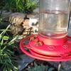 Bees are attracted to a bee feeder because it contains sugar water. 1