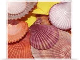 Guide To Seashells Sealife Beachcombing Identifying