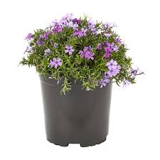 purple creeping phlox perennial plant