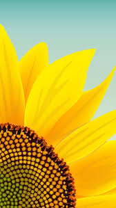 50 sunflower wallpaper backgrounds to