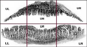 the six topography area of the lips