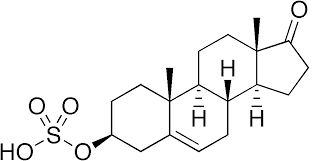 Dehydroepiandrosterone Sulfate Wikipedia