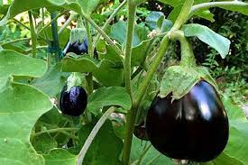 Growing Eggplant How To Grow Eggplant