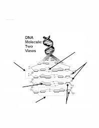 Dna processes dna replication protein synthesis dna transcription. Worksheet Dna Structure And Replication Answer Key Pdf Answer Key Name Date Period Worksheet U2013 Structure Of Dna And Replication Directions Label The Course Hero