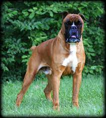 Puppies and dogs around the world. Havenwoods Boxers Top Quality Akc German And American Boxers Based In Central Ohio Show Quality Working German Boxers Health Tested Parents Brindle Fawn Reverse Brindle Sealed Brindle Boxer Puppies For Sale Ma