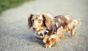 long haired dachshund dog breed guide