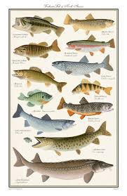 Salmon Fish Picture Identity Freshwater Fish Of North