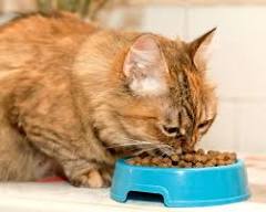 ⬇ Скачать картинки Кот ест, стоковые фото Кот ест в хорошем ...